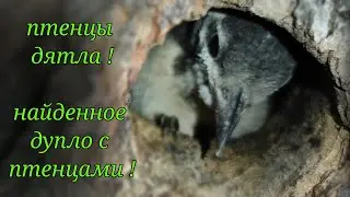 Птенцы дятла! Я нашла птенцов в лесу !