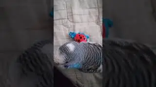 Чико с любимой игрушкой )))