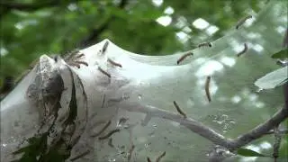 Fall webworms (