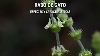 Rabo de gato