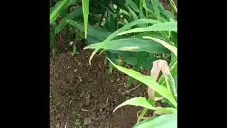 Pasyal tayo sa Tanim kong Luya sa Area1