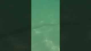 sea snake