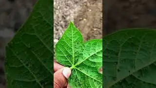 whitefly attack on cotton crop | सफेद मक्खी    