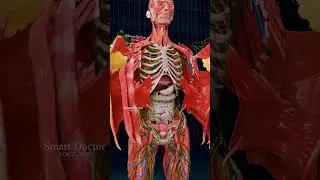 Female Anatomy ✨♀️☺️