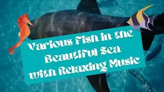 Various Fish in the Beautiful Sea with Relaxing Music