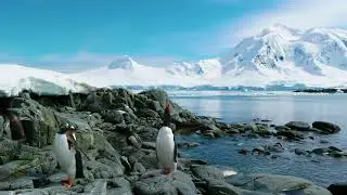 #Футаж утро у пингвинов ◄4K•HD► #Footage morning at the penguins