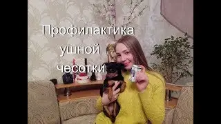 БОЛЕЗНЬ, О КОТОРОЙ НУЖНО ЗНАТЬ КАЖДОМУ!/Ушная чесотка/Ушной клещ/ПРОФИЛАКТИКА/Той-терьер Тайсон.