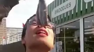 Животные воруют еду