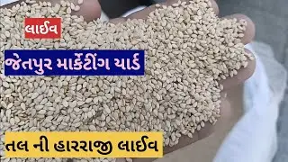 નવા તલ ની હારરાજી લાઈવ જેતપુર માર્કેટીંગ યાર્ડ તા 24.05.2023 / Live tal ni harraji jetpur marketing