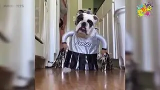 Funny Pets
