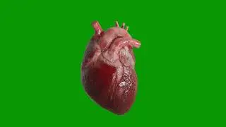 4K Human Heart Realistic Anatomy Green Screen