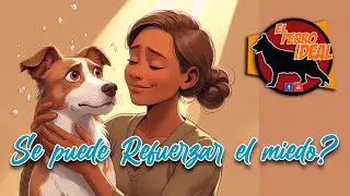 If I pet my dog ​​when he is scared, am I reinforcing his behavior?