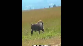 A baby antelope just born, but was brutally killed by warthogs,