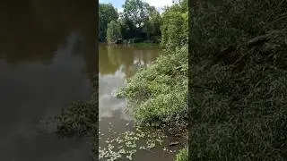 #Дерево выпило #дождь, закусив ветром, упало в #пруд   👀 вместе с долларом #собака @Mila_PopDog