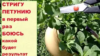 Стригу петунию в первый раз. Боюсь. Результат!