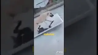 Tiktok best video
