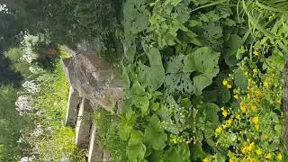 Frankfurt  palmiye bahçesi  (Palmien Garten)