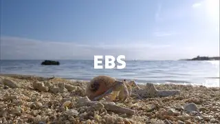EBS 다큐멘터리 프로그램 라인업 안내
