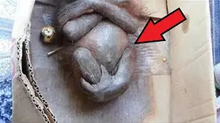People looked into the cardboard box. What they saw inside horrified everyone!