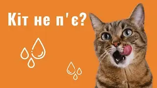 КІТ НЕ ПʼЄ ВОДУ, ЩО РОБИТИ? — ЯК ЗМУСИТИ КОТА ПИТИ БІЛЬШЕ ВОДИ?