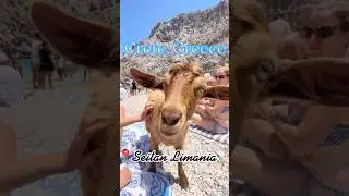 Cutest goats on a beautiful beach in Crete. We spent 8 days exploring Crete 🩷 #crete