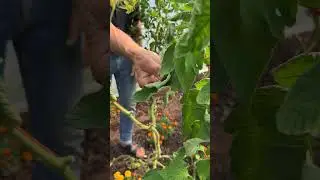 Tomato plants late summer care