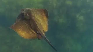 КАЙФОВАЯ ПОДВОДНАЯ ОХОТА.