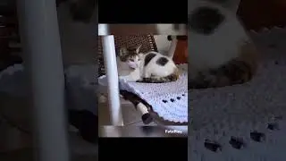 Gata nervosa!