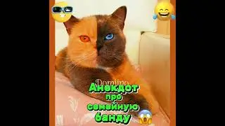 Анекдот про семейную банду. 