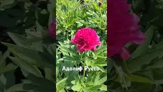 начало цветения пионов сорт Адольф Руссо. 14.06.2024 #пион #адольфруссо