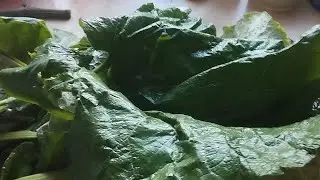 Сок лопуха - просто ли - сложно ли...
