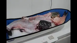 Seafood demonstration highlights underutilized fish species