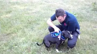 Ty at RSPCA Sheffield