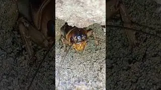 cute burrowing crickets🥰🦗 | Tropical Forest Bees