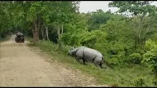 Kaziranga Rhino - Safari Gypsy on Fire