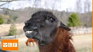 Efsane Komik Lama tükürmesi | En Komik Videolar 😂😂😂