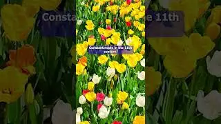 What are Tulips?