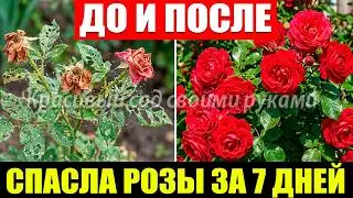 РОЗЫ ГИБНУТ ОТ ВРЕДИТЕЛЕЙ? СПАСЛА ИХ ЗА 7 ДНЕЙ БЕЗ ХИМИИ