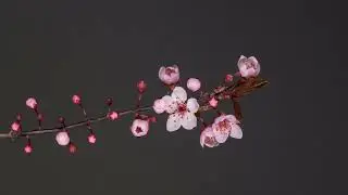 Timelapse Nature  Flowers in motion