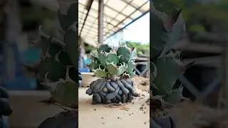 アガベQ　I tried planting agave in a  Q pot.