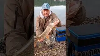 ЩУКА НА РЕЗИНКУ