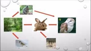 How to Read a Food Web