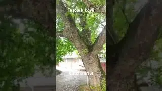 Kırıkhan Taşoluk köyü #kırıkhan #deprem #hatay