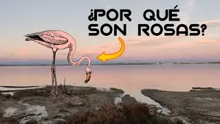 Laguna rosa de Torrevieja ¿Por qué es rosa?¿Por qué es salada?