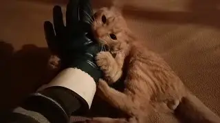 Драка с котом с точки зрения Мортал Комбат)