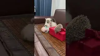 Новогодние разборки за подарки на новый год #общество #безопасность #шутка