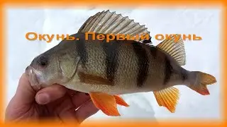 FishComm Shop: Окунь. Первый окунь