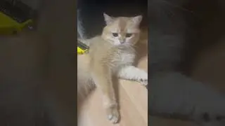 Отдай шерсть ! Вечная борьба 😃😃😃#cat #funny #pets #кот