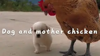 A heartwarming scene between a dog and a chicken mother #cutepet #dog