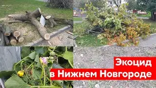 Экофашизм в Нижнем Новгороде